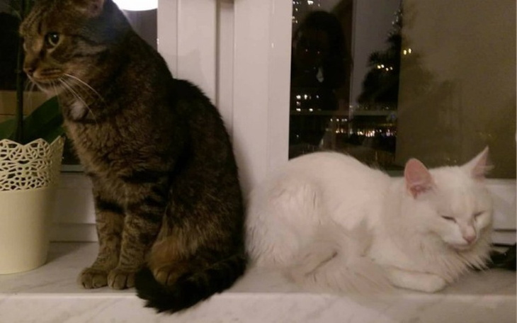 Zbiórka Leczenie 2 przecudnych kociaków. - zdjęcie główne