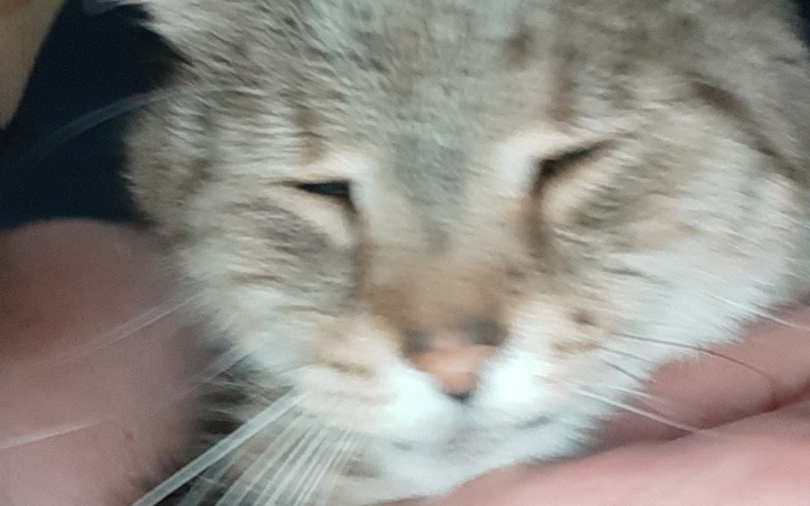 Zbiórka Ratujemy zycie kotka - zdjęcie główne