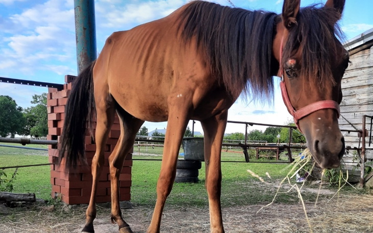 Zbiórka Żywy Inkubator ratunek - zdjęcie główne