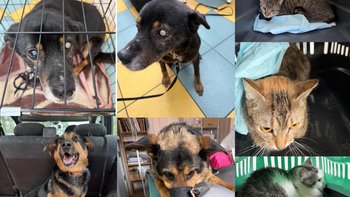 Zbiórka Nie rozmnażaj bezdomności! - miniaturka zdjęcia