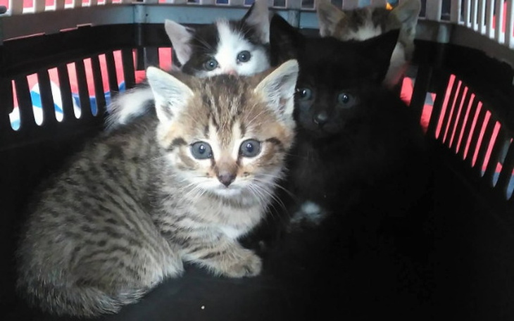 Zbiórka Kocia rodzinka z ulicy Leśnej - zdjęcie główne