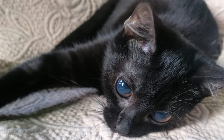 Czarny kot leżący na kocyku, z wyrazem smutku w oczach.
