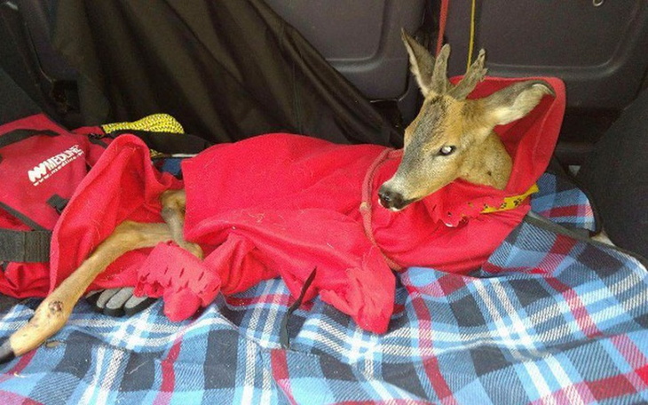 Zbiórka Spłata kredytu na samochód - zdjęcie główne