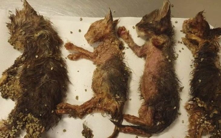 Zbiórka Koszulki antysadystyczne - zdjęcie główne