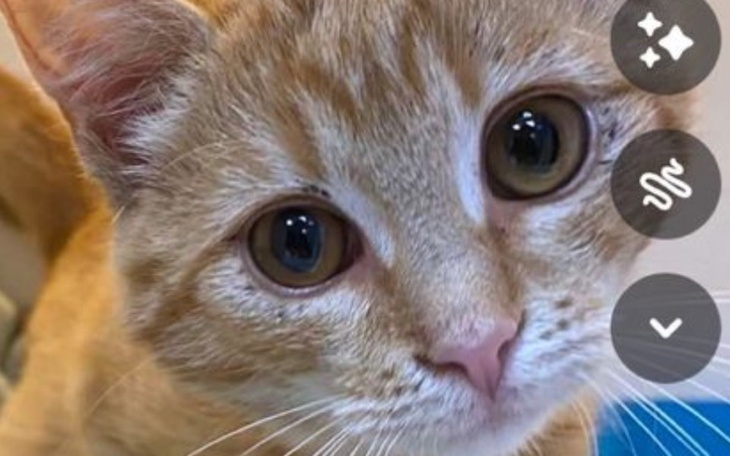 Zbiórka dla Pana Antoniego i jego kotów - zdjęcie główne