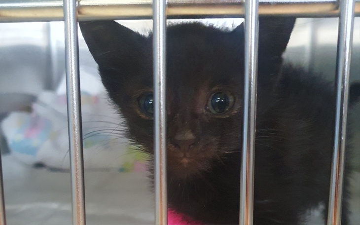 Zbiórka Ratujemy Susełka - zdjęcie główne