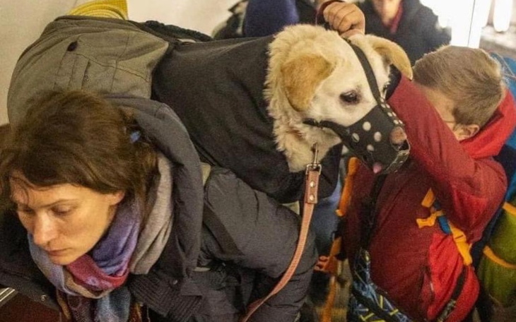 Zbiórka Help animals in Ukraine - zdjęcie główne