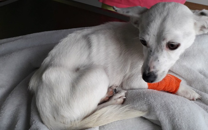 Zbiórka Muszka walczy o życie. - zdjęcie główne