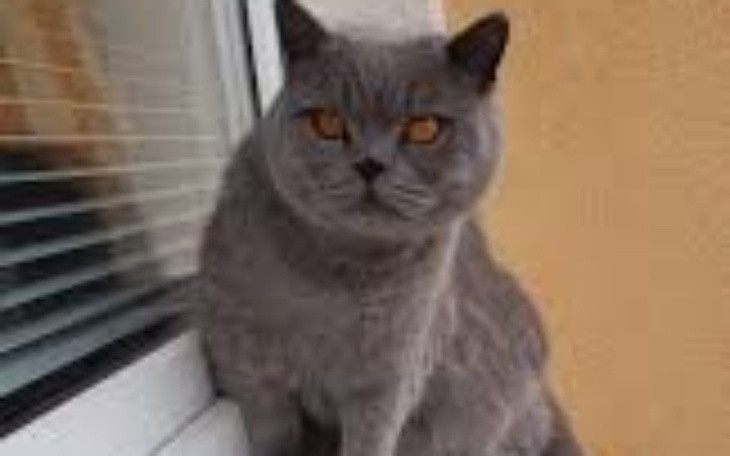 Zbiórka Moj kot potrzebuje pomocy - zdjęcie główne