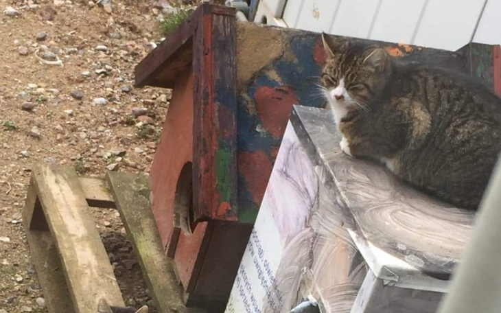 Zbiórka Na pomoc kotom wolnożyjącym - zdjęcie główne