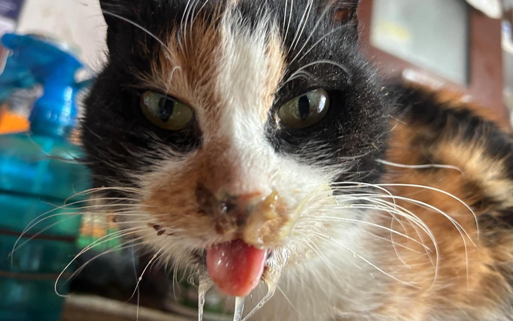 Kot z charakterystycznym umaszczeniem, z wywieszonym językiem.