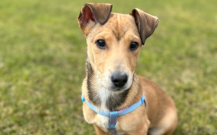Szczeniak siedzący na trawie, z niebieską obrożą.