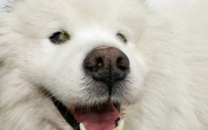 Zbiórka Pomoc dla Tofu - zdjęcie główne