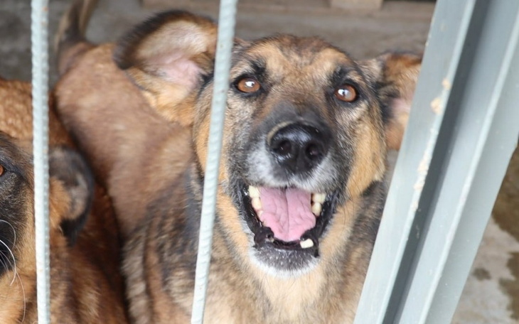 Zbiórka Transport do nowych domków - zdjęcie główne