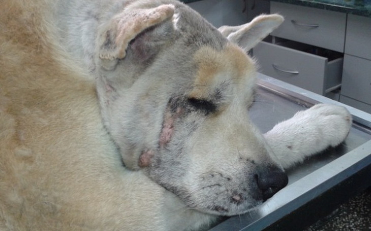 Zbiórka Życie psa wiszące na włosku - zdjęcie główne