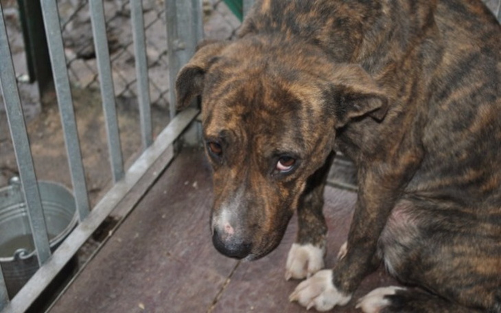 Smutny pies w schronisku, czekający na dom.