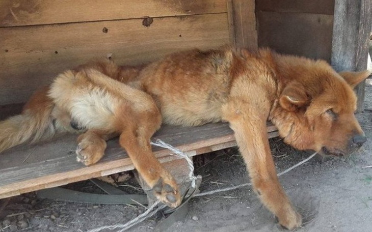 Zbiórka Na ratunek skrzywdzonym - zdjęcie główne