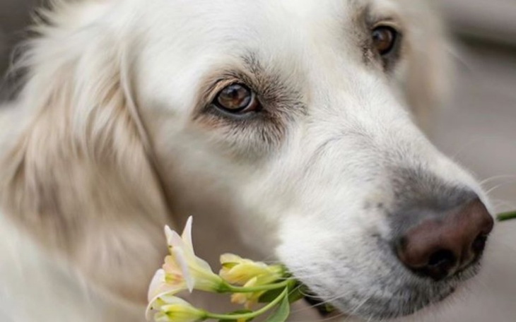 Zbiórka Pokarm dla piesków - zdjęcie główne