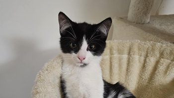 Zbiórka Bazarek MATI Koty Sieroty - miniaturka zdjęcia