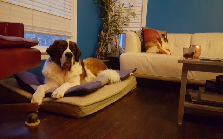 Zbiórka Pomoc znalezionym psom. - zdjęcie główne