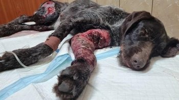 Zbiórka Gniła kilka tygodni w lesie - miniaturka zdjęcia