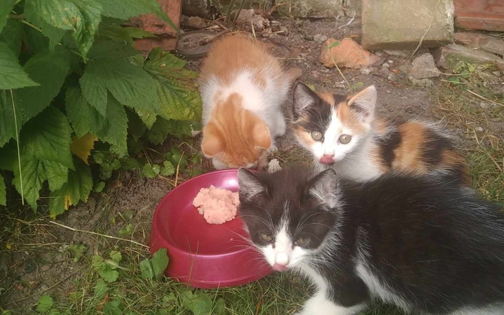 Zbiórka Bezdomniaki z okolic Przeworska - zdjęcie główne