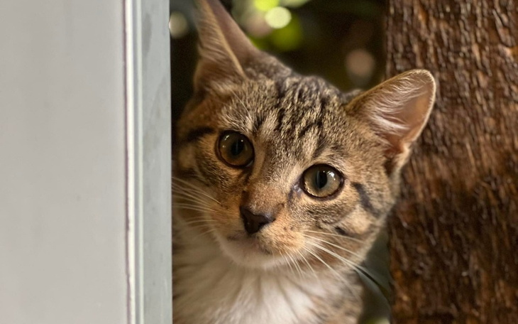 Zbiórka Na znikające restauracyjne kotki - zdjęcie główne