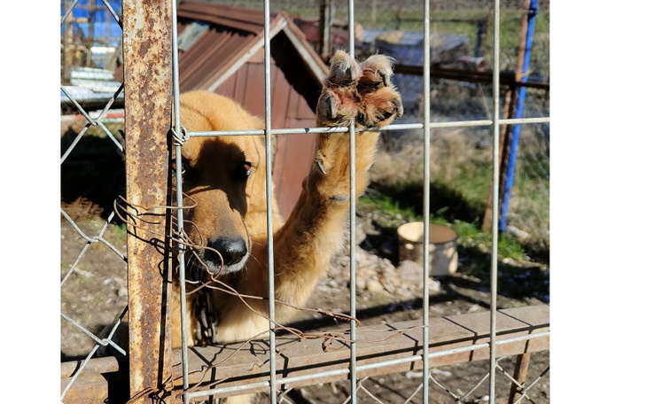 Zbiórka Animalsowy Patrol zrywa łańcuchy - zdjęcie główne