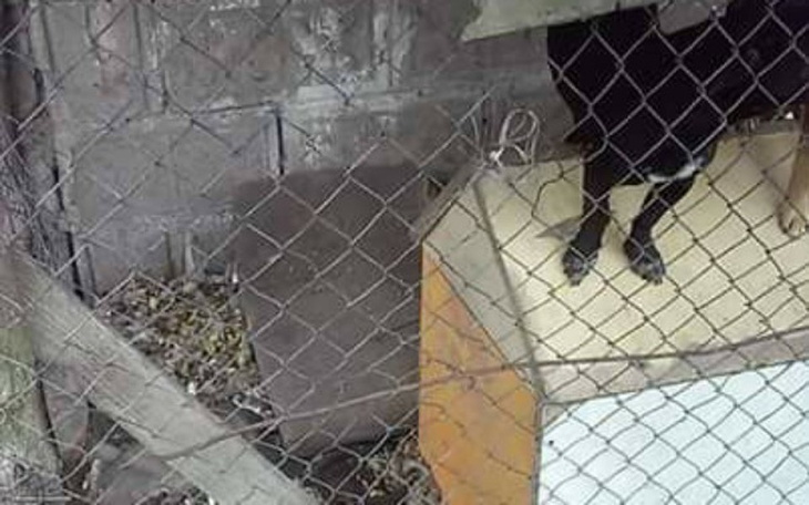 Zbiórka Fundusz ratunkowy dla Janki - zdjęcie główne