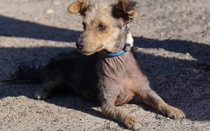 Zbiórka Chora sunia bez sierści - zdjęcie główne