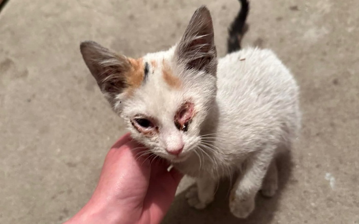 Kotek z uszkodzoną oczami, szukający pomocy.