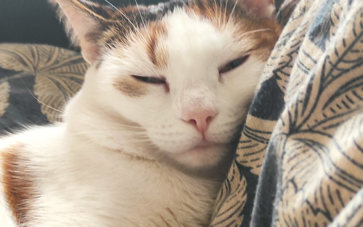 Zbiórka Leczenie kotki Dejzi - zdjęcie główne