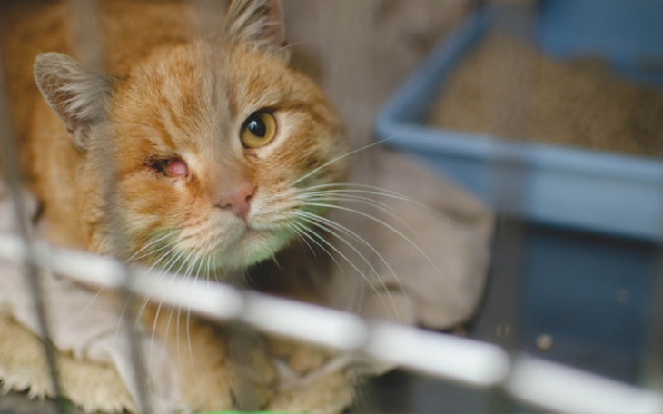 Zbiórka Porzucony Tycjan prosi o pomoc - zdjęcie główne