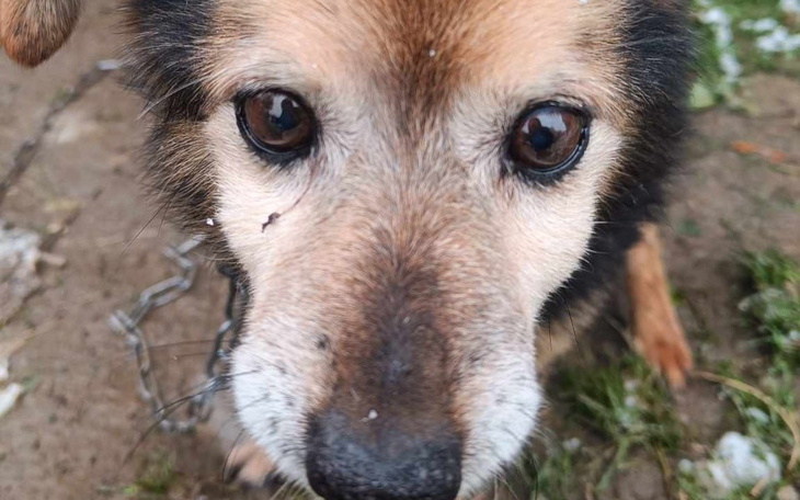 Zbiórka Transport do szczęśliwego życia - zdjęcie główne
