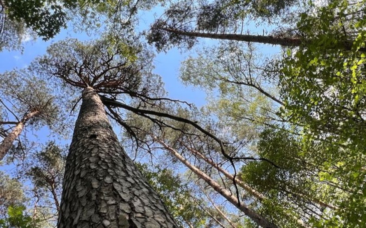Wysokie drzewa w lesie, widok z dołu na niebo.