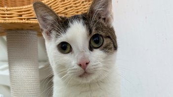 Zbiórka Koty kotom - zbiórka bazarkowa - miniaturka zdjęcia