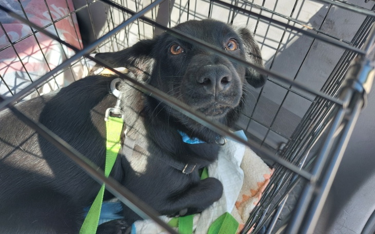 Zbiórka Sunia wyrzucona w lesie ... - zdjęcie główne