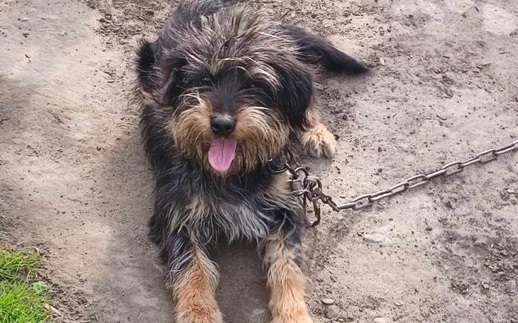 Mały pies leżący na ziemi, z językiem na wierzchu.