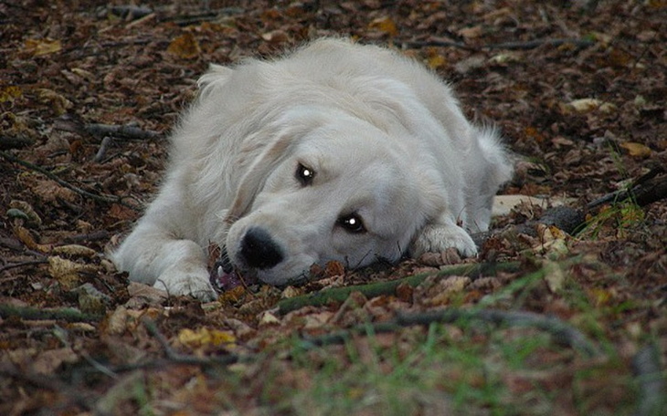 Zbiórka Spiro Połykacz Kamieni - zdjęcie główne