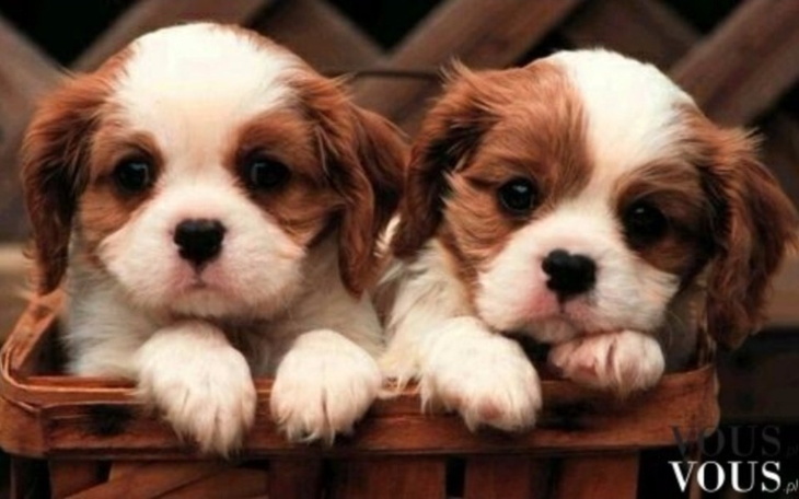 Zbiórka Ratujemy Zwierzęta Razem - zdjęcie główne