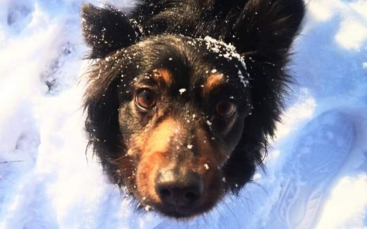 Zbiórka Operacja serca Inki - zdjęcie główne