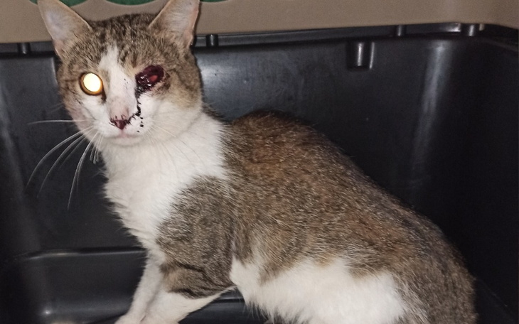 Zbiórka Chołek po wypadku prosi o pomoc - zdjęcie główne