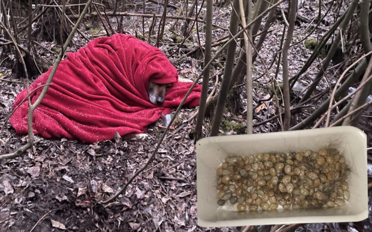 Pies owinięty w czerwony koc, otoczony przez liście.