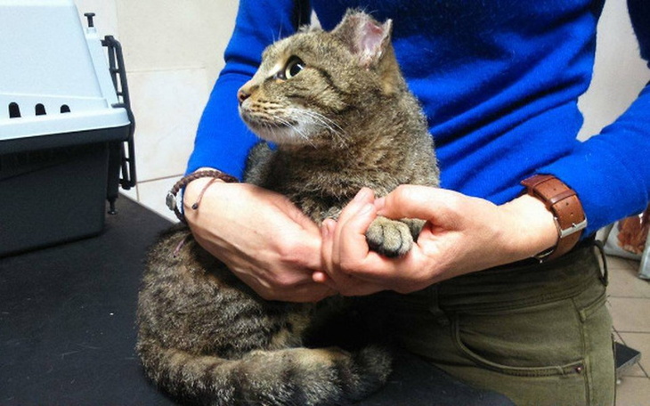 Zbiórka OKALECZONA kotka - POMOCY ! - zdjęcie główne