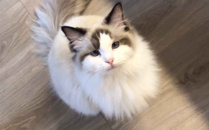 Ragdoll z długim futrem, patrzący w górę.