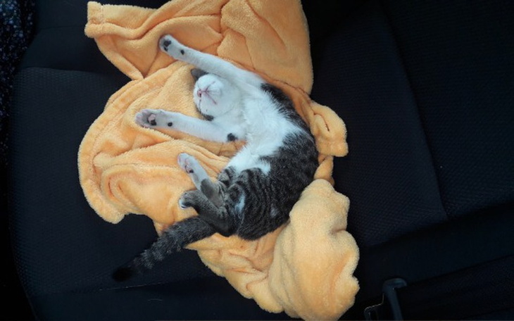 Zbiórka Handi - zwyczajny kot. - zdjęcie główne