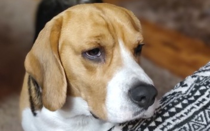 Zbiórka Pomóżcie w ratowaniu TOSI - zdjęcie główne