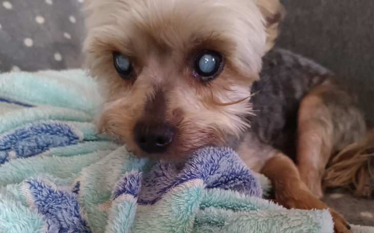 Zbiórka Zbieramy na operację zaćmy - zdjęcie główne