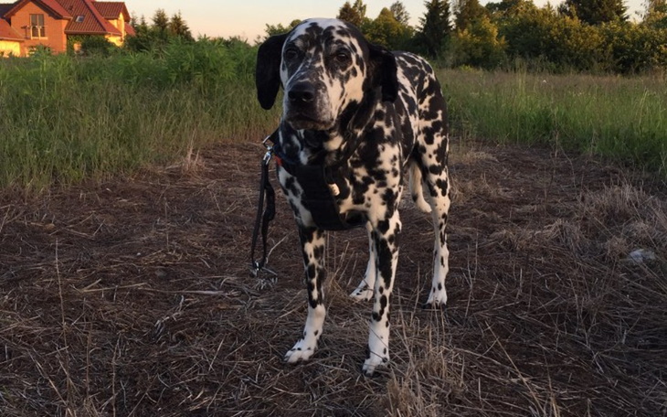 Zbiórka Czaka - zdjęcie główne