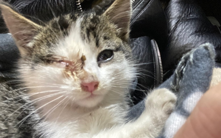 Kotek z jednym okiem, szuka nowego domu.